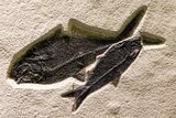Museum Quality Fossil Fish Mortality Plate - Ready to Hang #370784-11